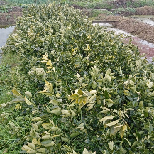 麻阳县冰糖橙树苗 正宗麻阳冰糖橙果苗，塔罗科血橙果苗，中华红橙，纽