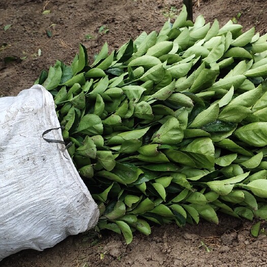 安远县橙树苗 纽荷尔脐橙苗(新系)