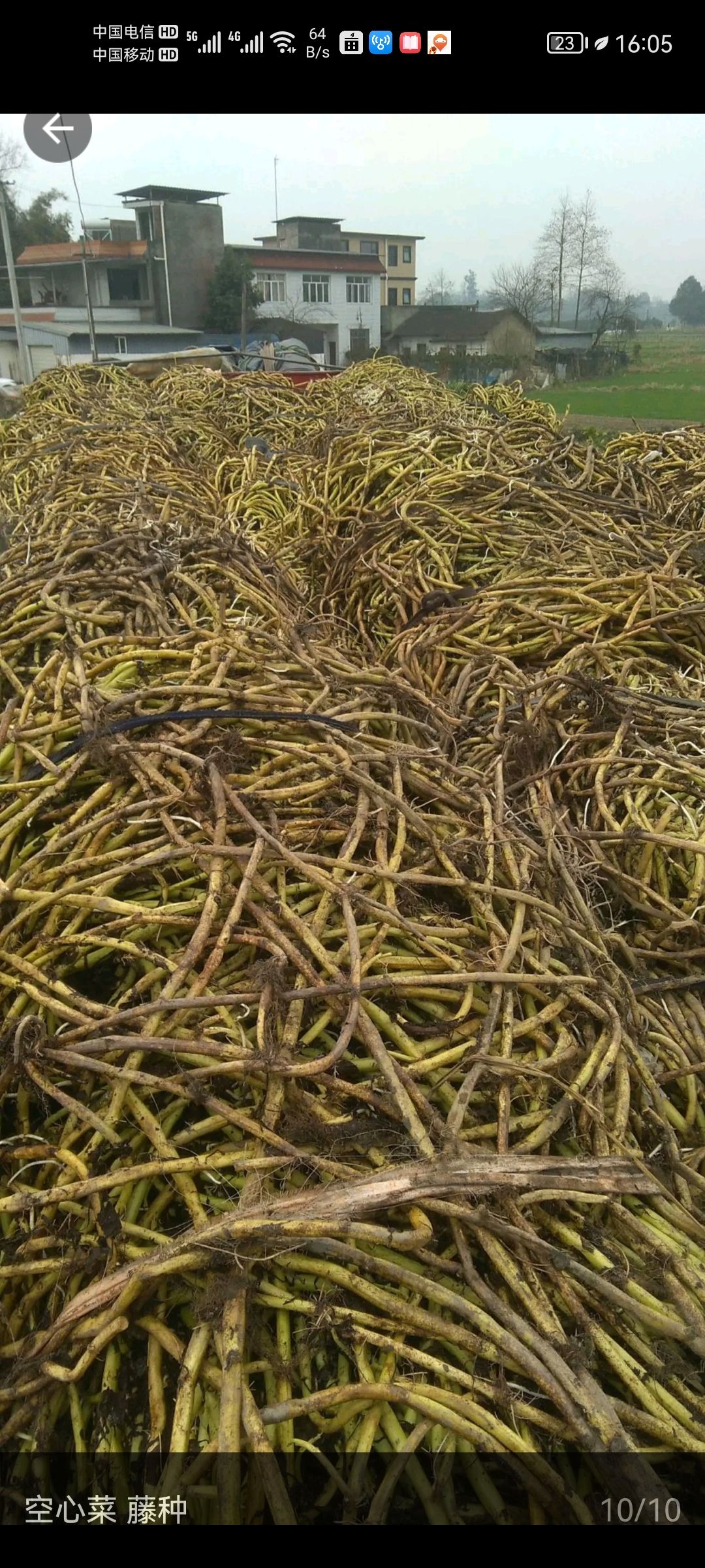 空心菜 藤藤菜老杆