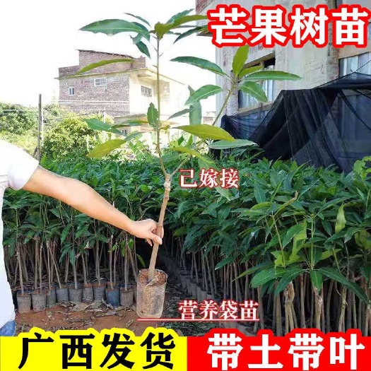 灵山县金煌芒果苗、嫁接苗，结果早，产量高，南北方可种植
