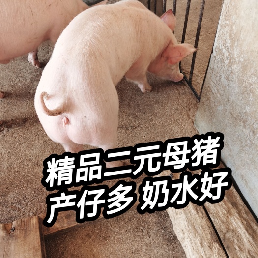 临朐县长白仔猪 猪场出售精品二元母猪！长大大长母猪！母性好，奶水好