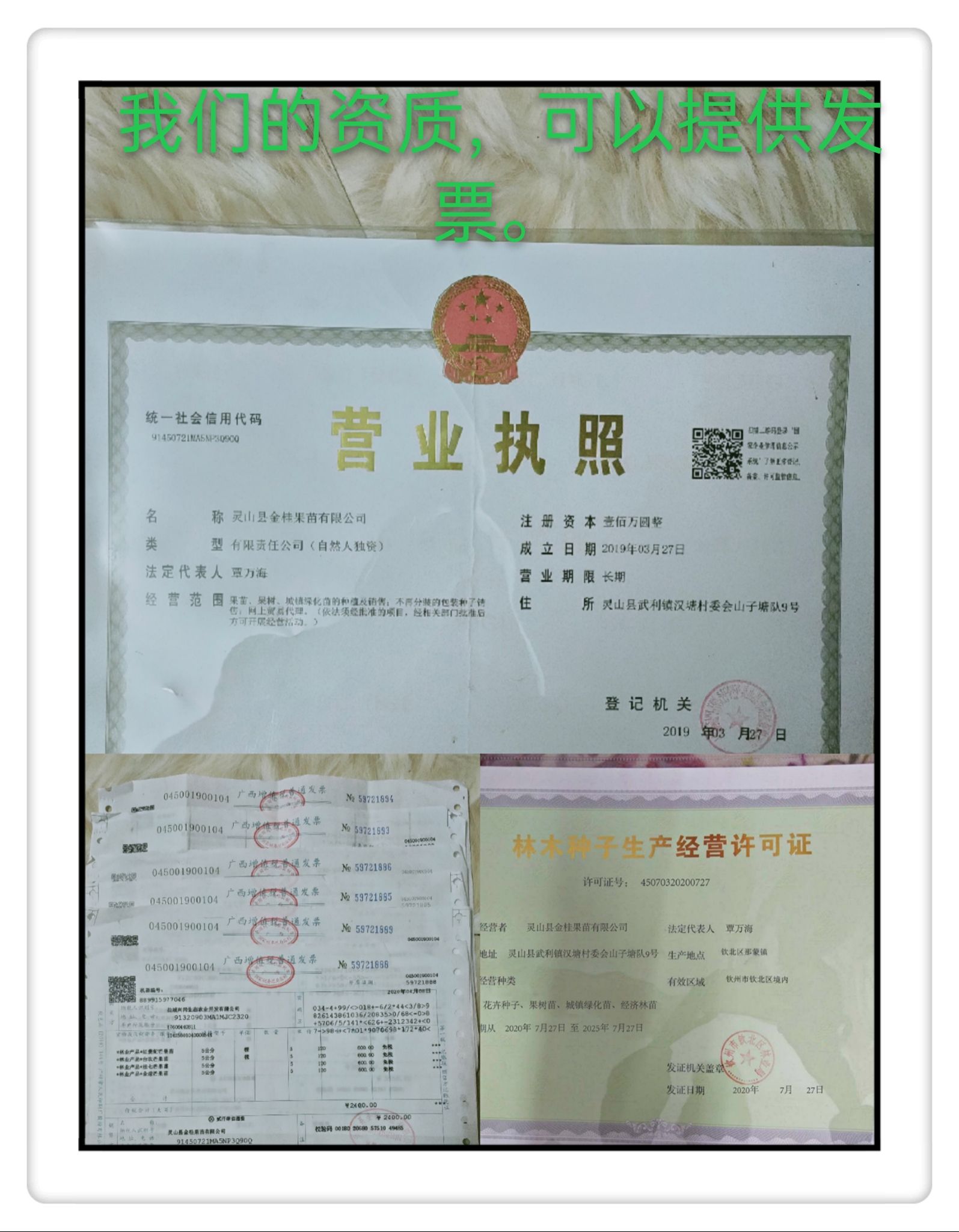 粉红黑老虎苗  布福娜，黑老虎苗包邮费，24小时发货营养杯发
