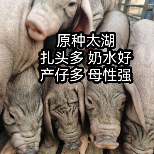 太湖猪苗 猪场直供太湖母猪猪苗！扎头多，奶水分泌好，产仔多高