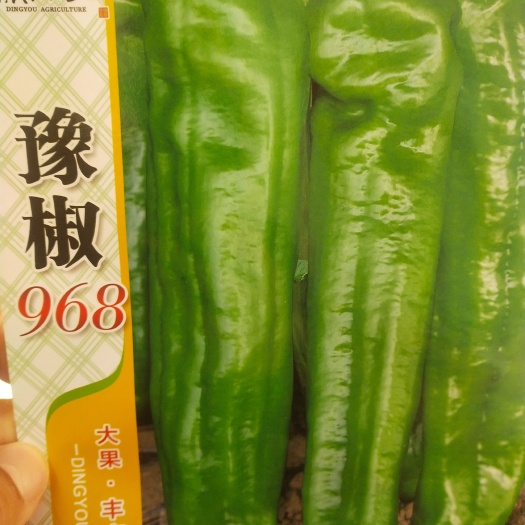 扶沟县牛角椒种子 辣椒种子 豫椒968 牛角椒 果面光滑，亮度好，
