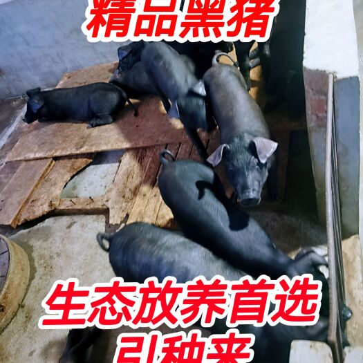 临朐县黑猪苗 精品地方黑猪！瘦肉型，生态放养，可引种！沂蒙黑莱