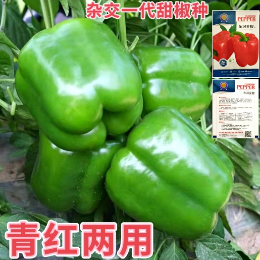 绵阳杂交甜椒种子青红两用甜椒种子灯笼椒种子无辣味