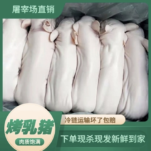临沂乳猪整头猪烤乳猪猪肉烤乳猪冷冻乳猪乳猪整只烧烤食材批发价香猪