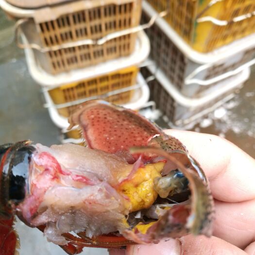 洪湖市洪湖小龙虾，潜江龙虾鲜活麻辣十三香清水它邮
