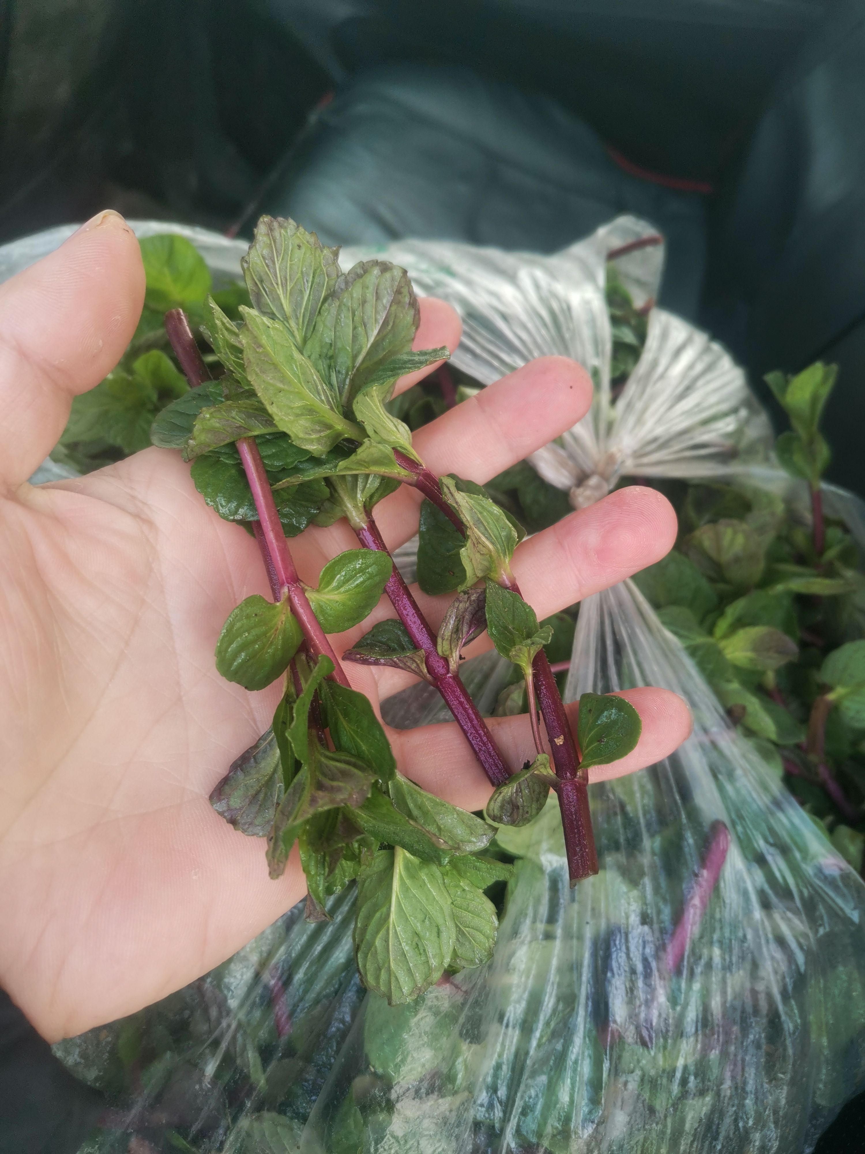  薄荷  精品特菜