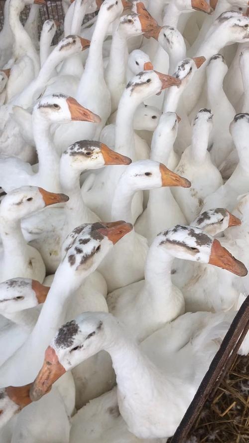 丰镇市保种大三花鹅种蛋