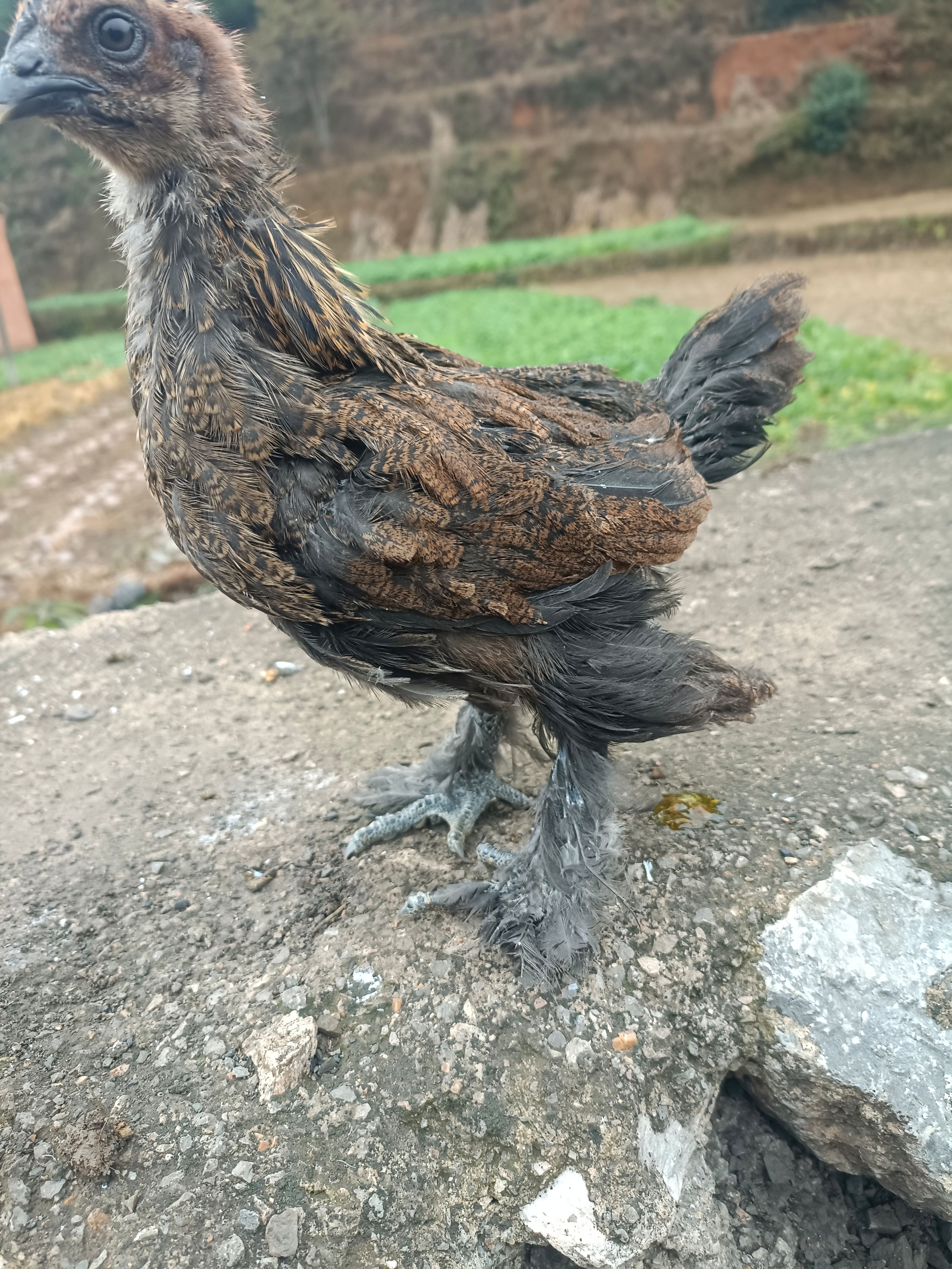  云南纯土鸡苗