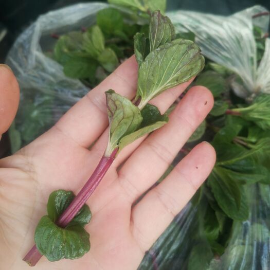 新泰市 薄荷  精品特菜