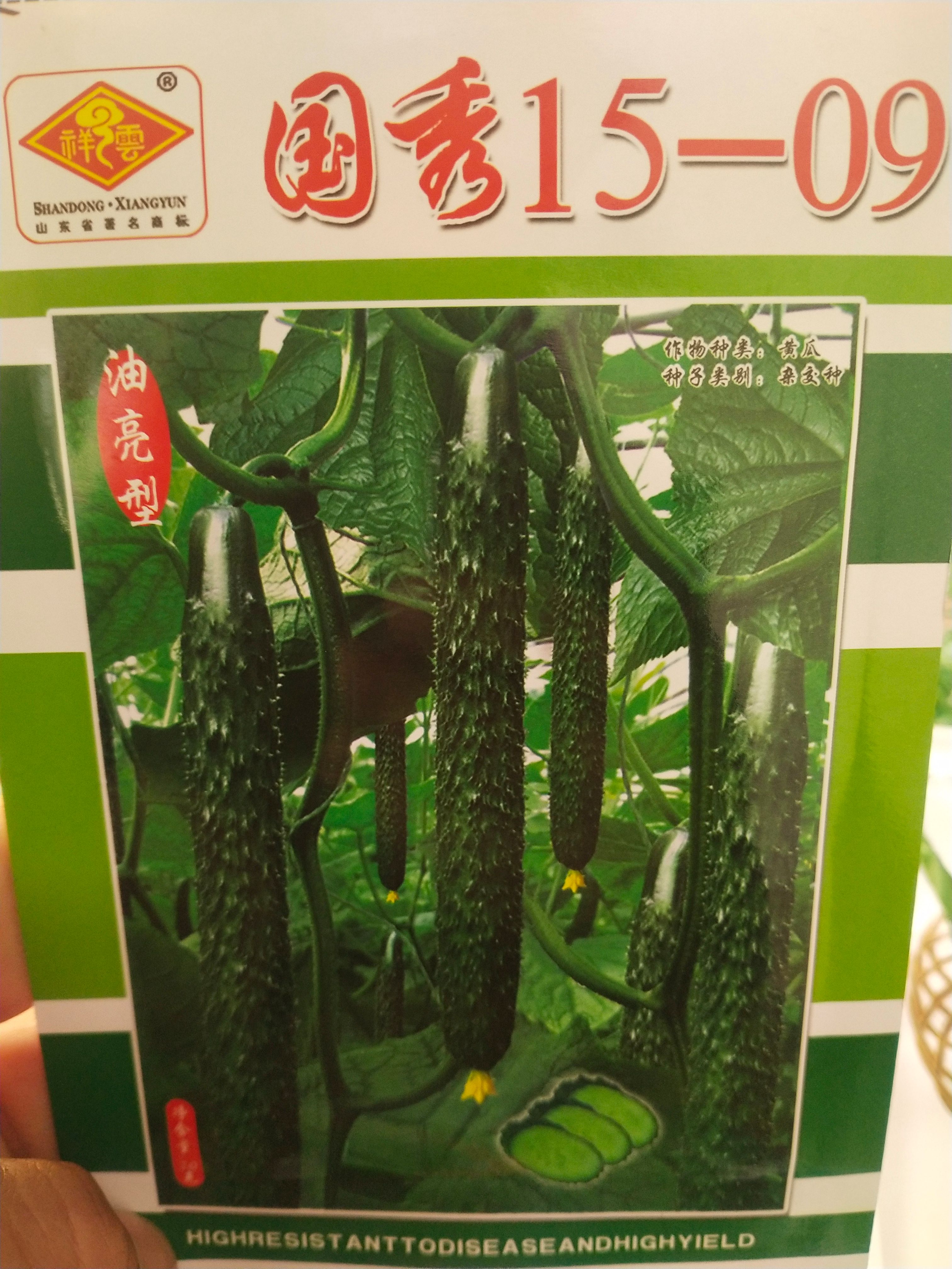 黄瓜种子 油亮型 黑厚，叶色深绿、瓜条顺直、刺密、刺瘤明显
