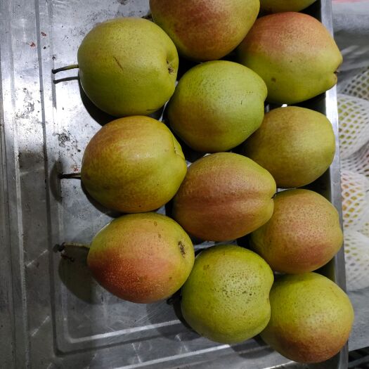商河县 新梨七号香梨