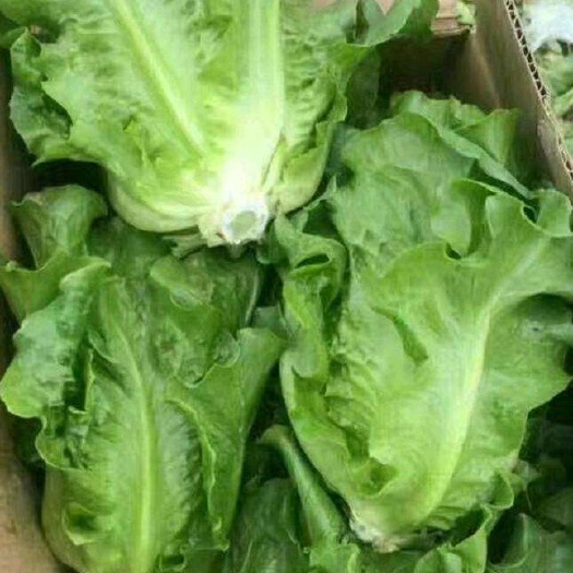 常宁市意大利生菜