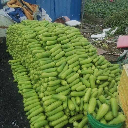 东源县绿皮西葫芦 广西壮族自治区南宁市宾阳县 0.5斤~1斤 