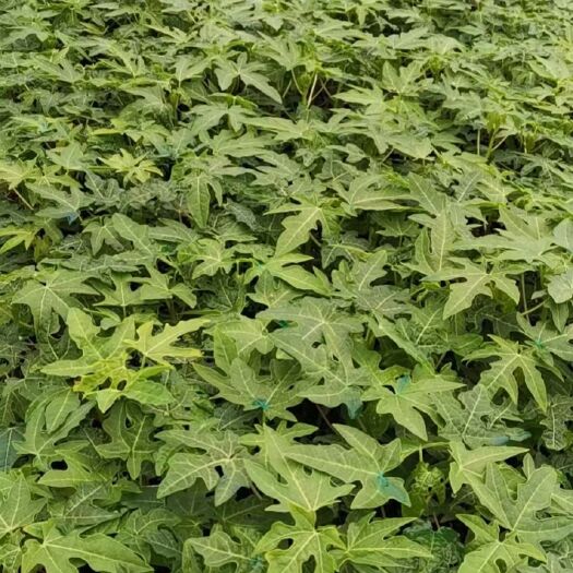 灵山县红心木瓜苗