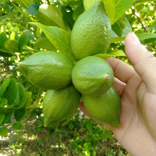 广东香水柠檬