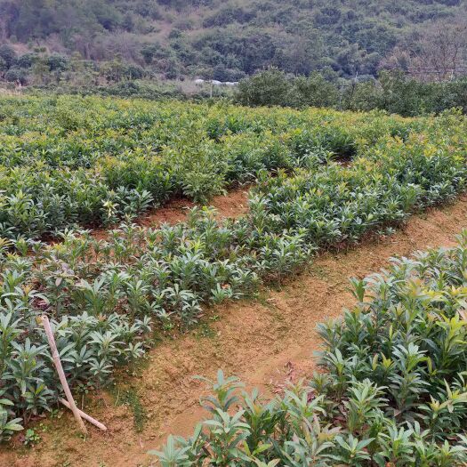 阳朔县白杨梅树苗 杨梅小苗0.6到一公分直接苗