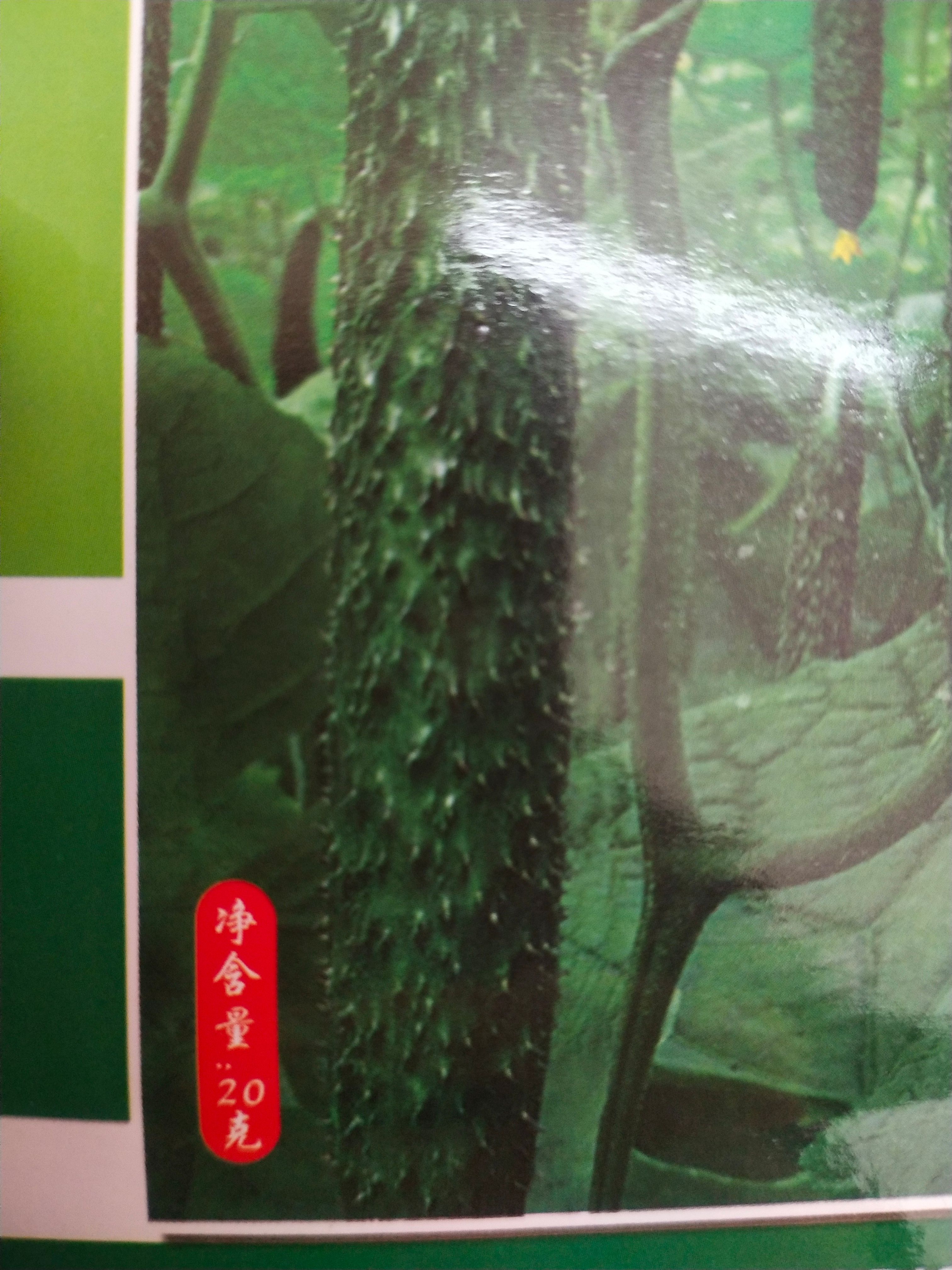 黄瓜种子 油亮型 黑厚，叶色深绿、瓜条顺直、刺密、刺瘤明显