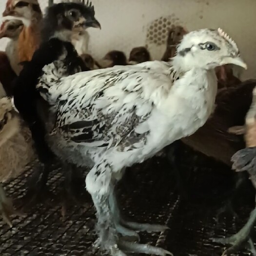 昆明 云南纯土鸡苗