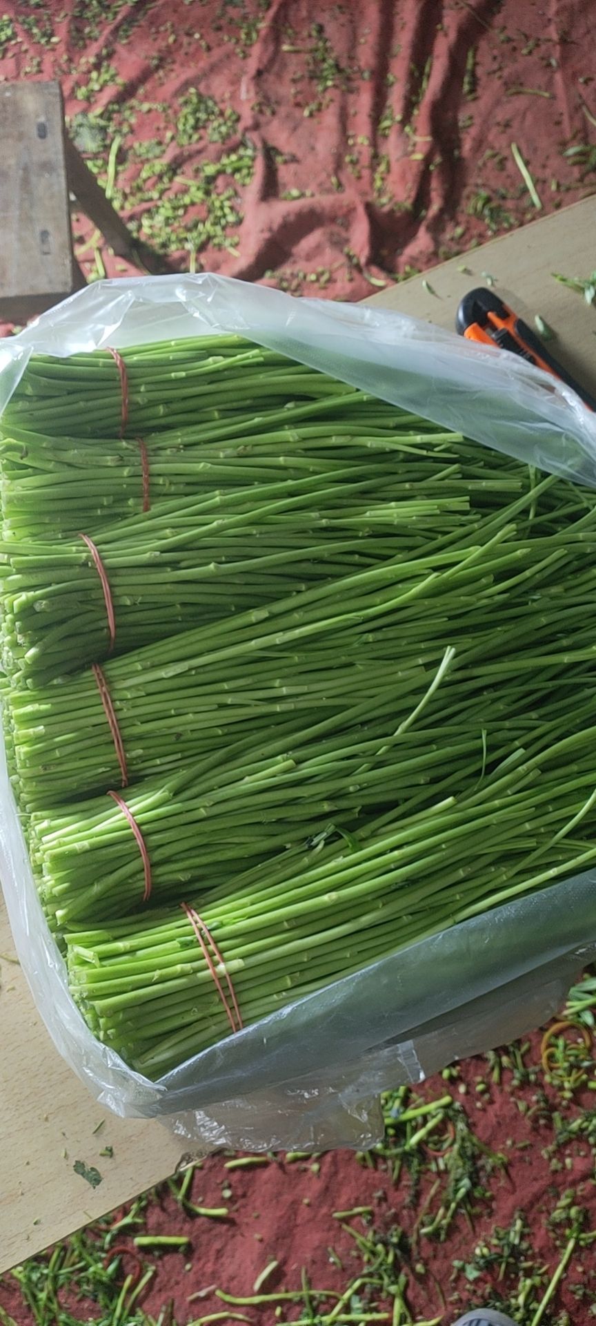 藜蒿 黎蒿，芦蒿，鲜嫩多汁，自家包地，现割现卖