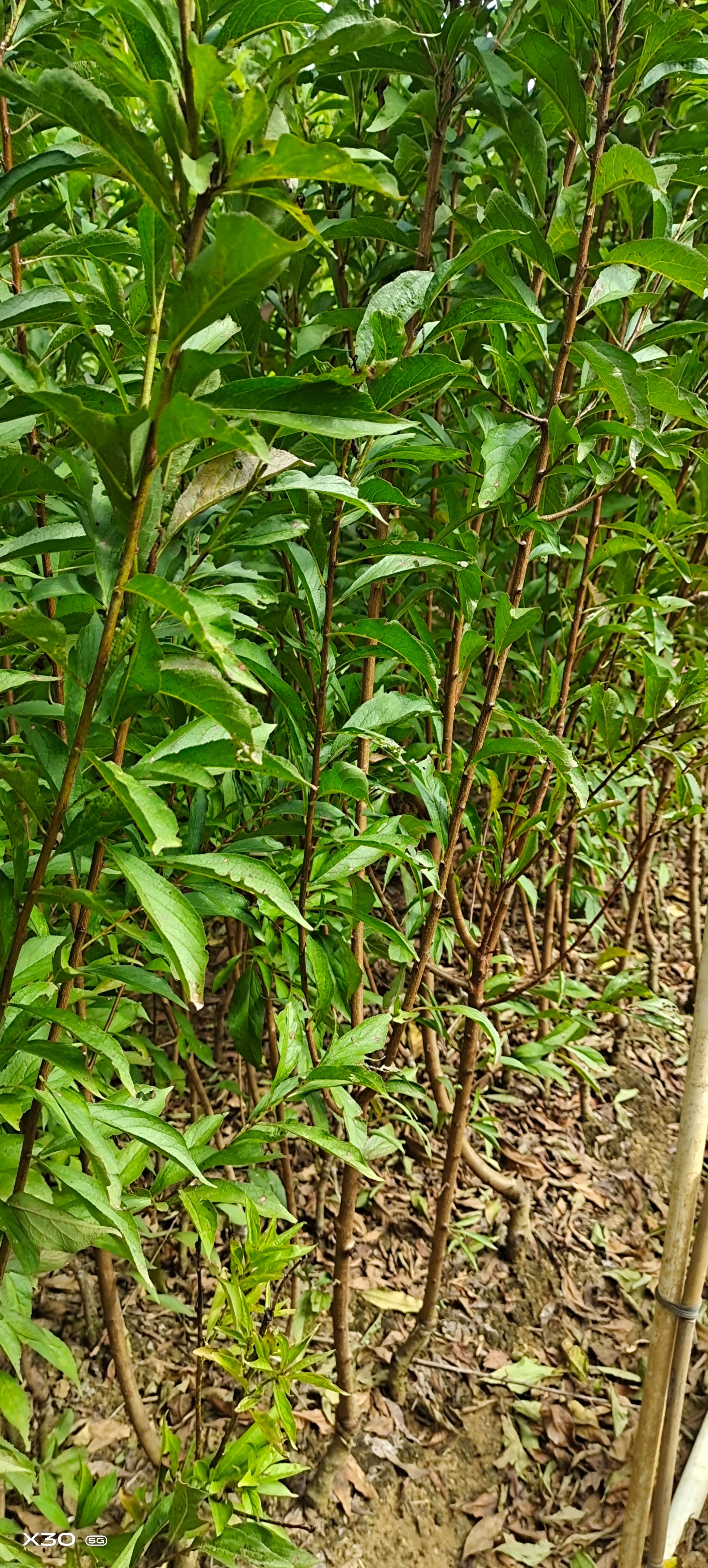 蜂糖李树苗 蜂糖李苗  蜂糖李嫁接苗