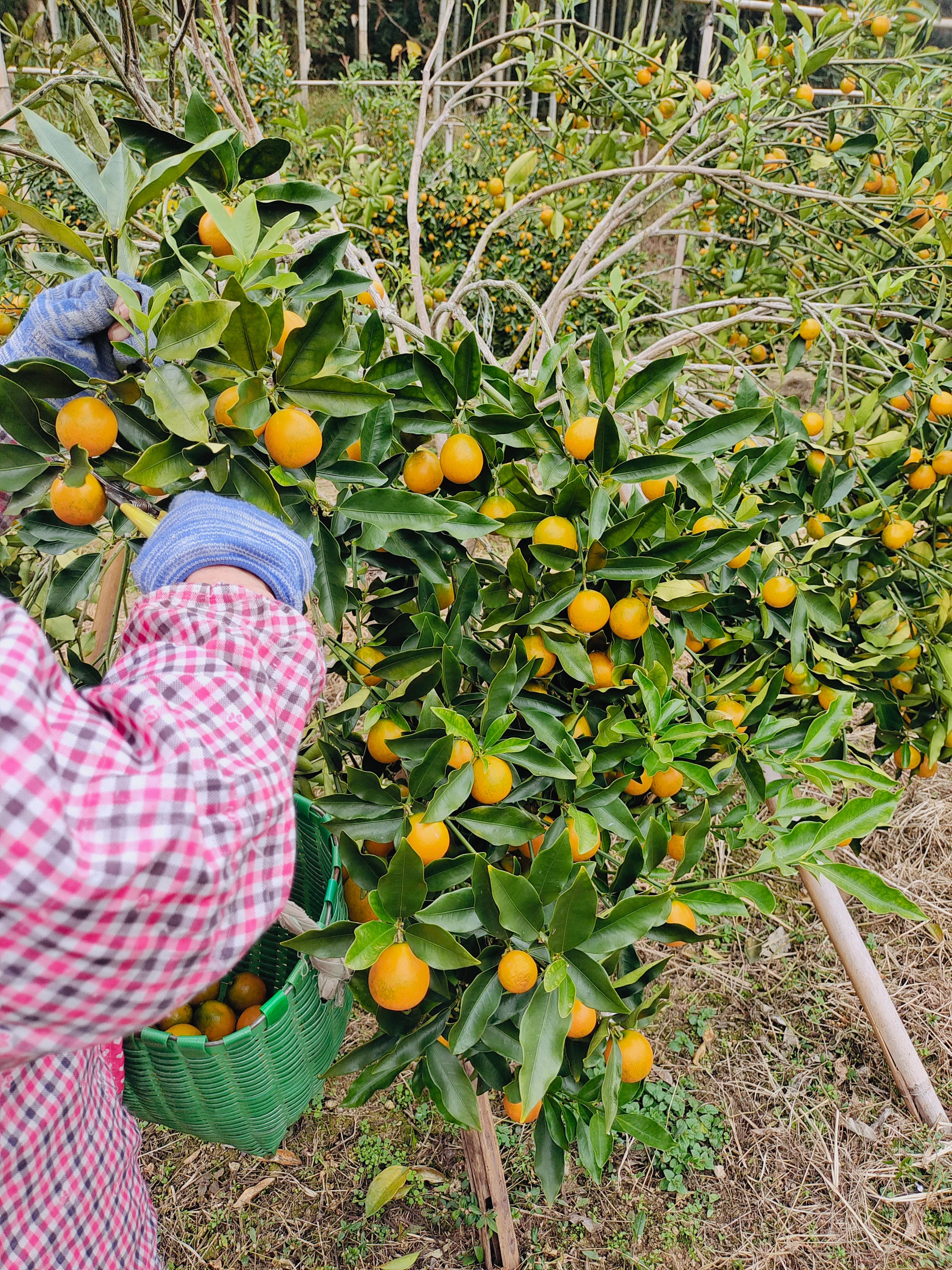 融安滑皮金桔（脆皮金桔）产地直发，接团购批发零售（一件代发）