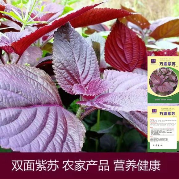 成都食用大叶【紫苏种子】四季播蔬菜 种子阳台室内盆栽蔬菜紫苏种
