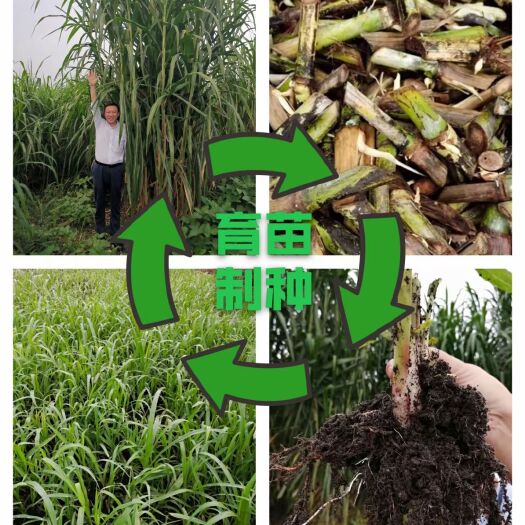 罗甸县甜象草苗 金银草种节苗24小时全国物流发货