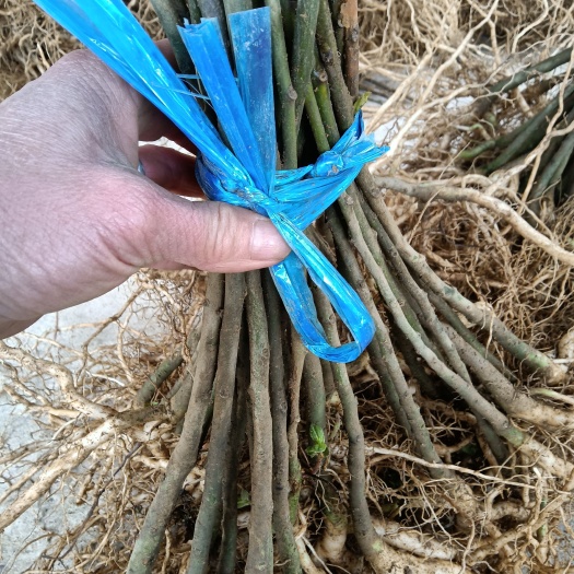 恭城县黄花倒水莲种苗 黄花倒水种苗，50公分以上大苗，当年种当年开