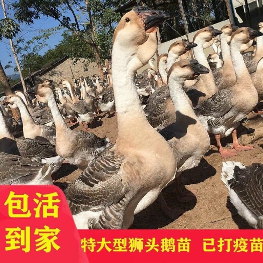永城市狮头鹅苗  大种狮头鹅苗  孵化场直供优质鹅苗 量大从优