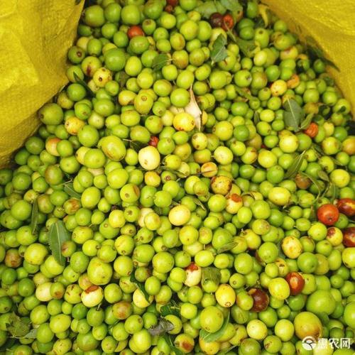 酸枣(鲜酸枣)(鲜酸枣)