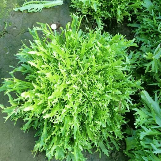 青州市 苦菊，冬季主菜