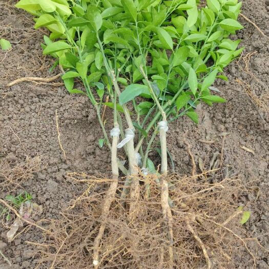 灵山县091无核沃柑苗 沃柑苗，果大产量高，嫁接苗品种纯