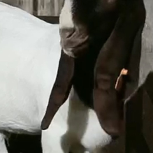 泰安波尔山羊种羊