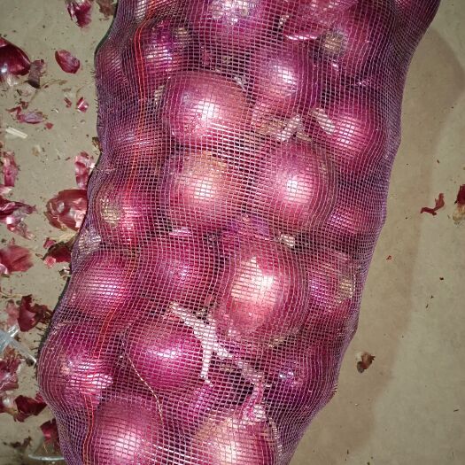 通许县红皮洋葱 洋葱