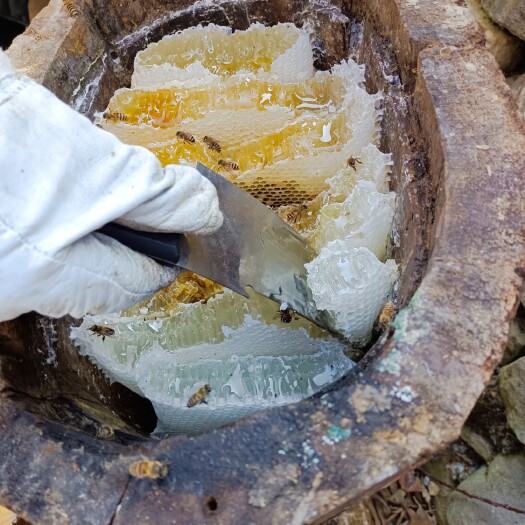 汉源县 农家土蜂蜜，柑橘蜜，百花蜜，枇杷蜜