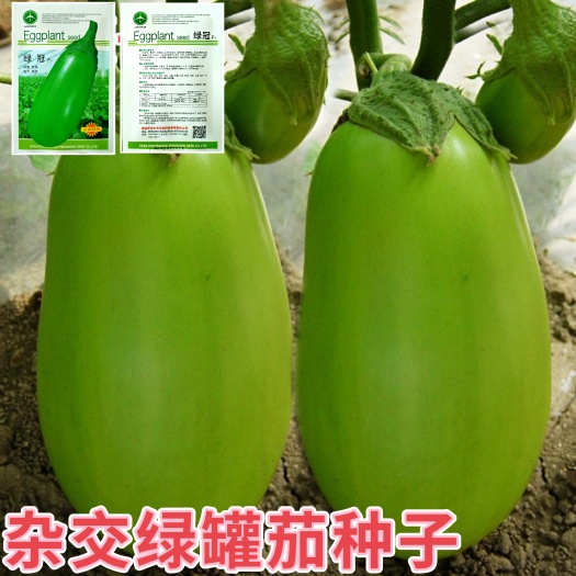 绵阳绿罐茄种子青罐子茄种子绿茄子种子青茄子种子油绿色不发白