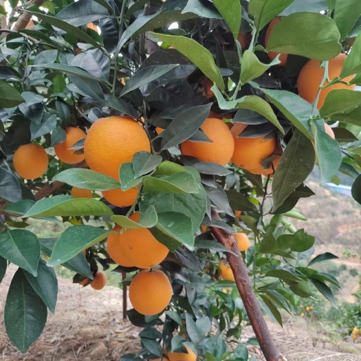 安远县脐橙树苗 品种:纽荷尔新系脐橙苗，果型更漂亮，商品果质量高！