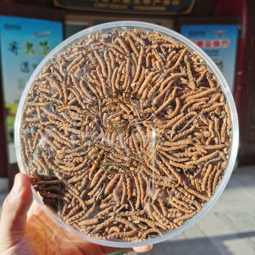 西宁断草  西藏那曲冬虫夏草   经济实惠  各种规格的虫草断草