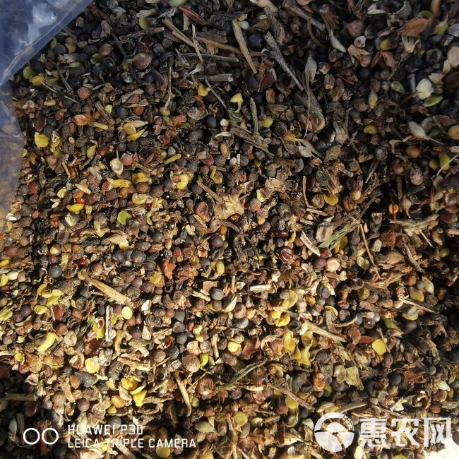  油菜碎粒  次油菜籽