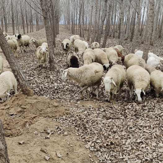 鲁山县 小山羊出售