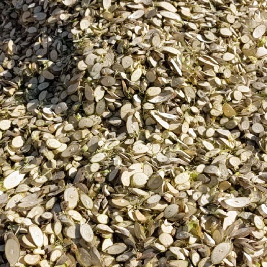 丽江桑枝 桑片(干、通货)