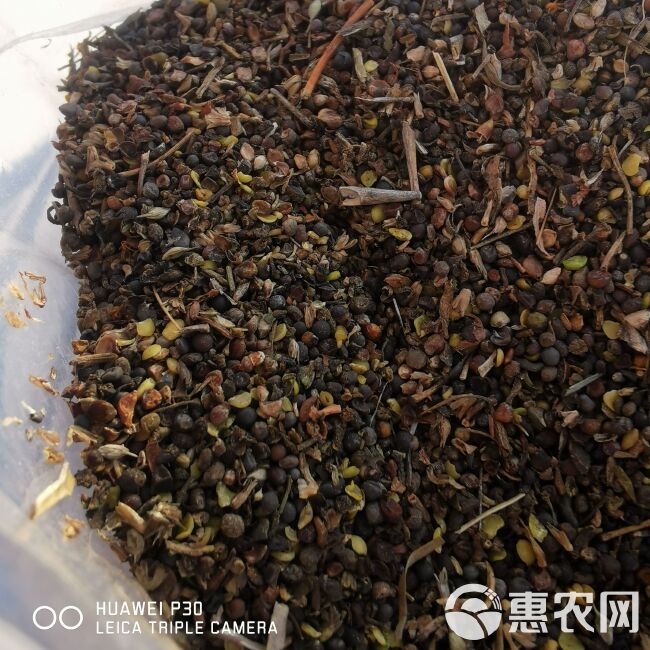  油菜碎粒  次油菜籽