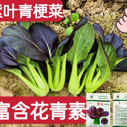  紫冠青梗菜种子