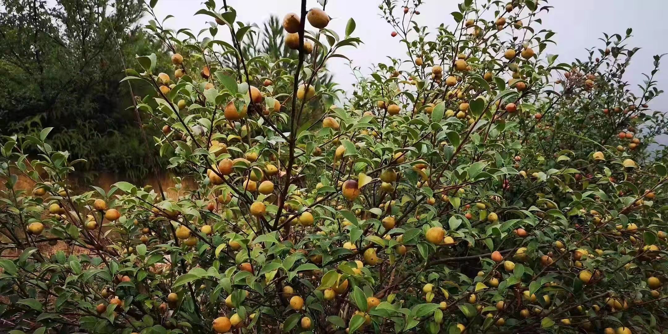 茶叶籽 高山山茶油