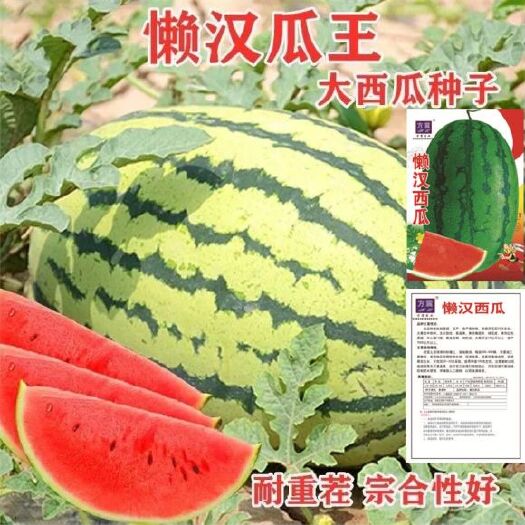 懒汉西瓜种子 巨型西瓜种子高产超甜早熟西瓜种子四季播种特大无