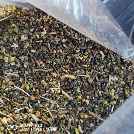 牙克石市 油菜碎粒  次油菜籽