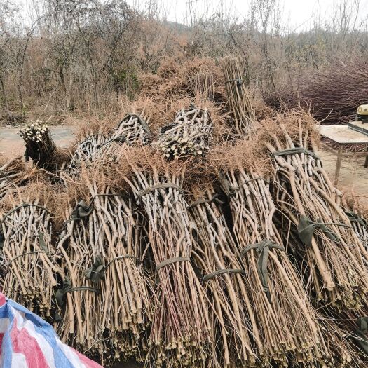 枣阳市锦绣黄桃苗 湖北省苗木种植基地直销黄桃树苗早中晚